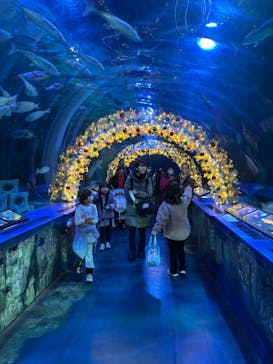 しながわ水族館に投稿された画像（2025/12/8）