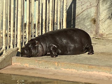 名古屋市東山動植物園に投稿された画像（2025/12/8）