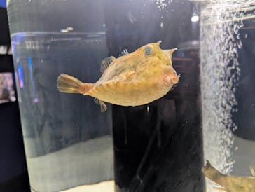 シン・マリホ水族館に投稿された画像（2025/12/8）