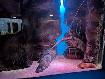 シン・マリホ水族館に投稿された画像（2025/12/8）