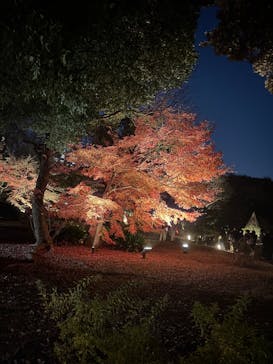 六義園に投稿された画像（2025/12/8）