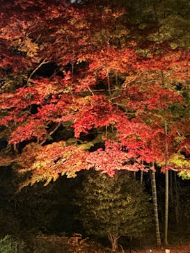 六義園に投稿された画像（2025/12/8）