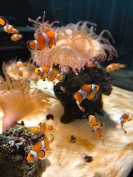 NIFREL（ニフレル）に投稿された画像（2025/12/8）