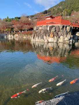 勝尾寺に投稿された画像（2025/12/8）