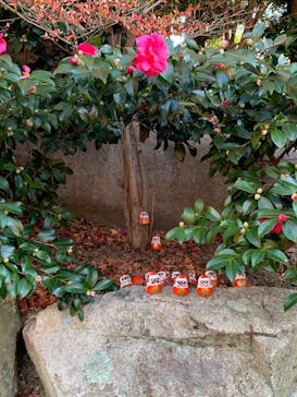 勝尾寺に投稿された画像（2025/12/8）