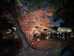 六義園に投稿された画像（2025/12/8）