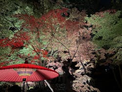 六義園に投稿された画像（2025/12/8）