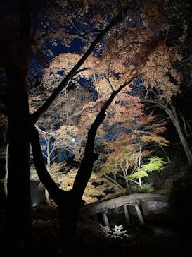 六義園に投稿された画像（2025/12/8）