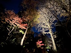 六義園に投稿された画像（2025/12/8）