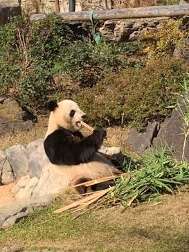 恩賜上野動物園に投稿された画像（2025/12/8）