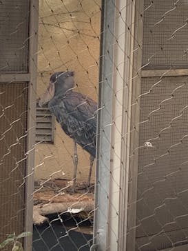 恩賜上野動物園に投稿された画像（2025/12/8）