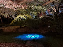 六義園に投稿された画像（2025/12/8）