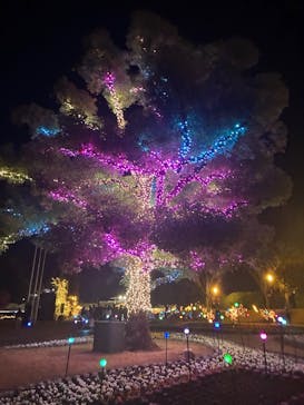 安城産業文化公園デンパークに投稿された画像（2025/12/9）