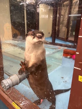 ゼロ距離水族館 伊勢シーパラダイスに投稿された画像（2025/12/9）