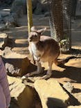 伊豆シャボテン動物公園に投稿された画像（2025/12/9）