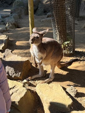 伊豆シャボテン動物公園に投稿された画像（2025/12/9）