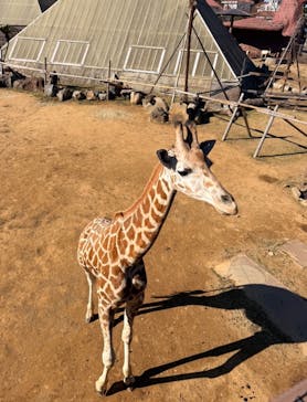 伊豆シャボテン動物公園に投稿された画像（2025/12/9）