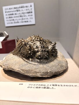 特別展「大絶滅展―生命史のビッグファイブ」に投稿された画像（2025/12/9）