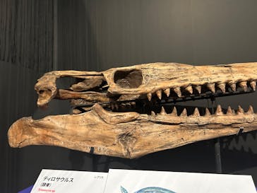 印象派オルセー展×大絶滅展に投稿された画像（2025/12/9）