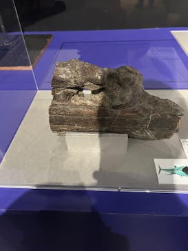 印象派オルセー展×大絶滅展に投稿された画像（2025/12/9）