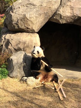恩賜上野動物園に投稿された画像（2025/12/9）