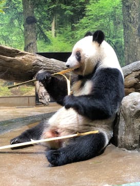 恩賜上野動物園に投稿された画像（2025/12/9）