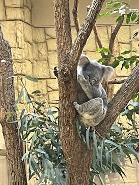 名古屋市東山動植物園に投稿された画像（2025/12/9）