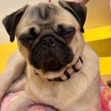 いぬカフェRio廿日市店に投稿された画像（2025/12/9）