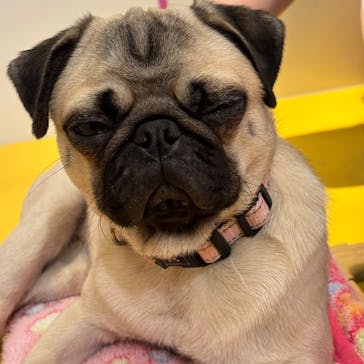 いぬカフェRio廿日市店に投稿された画像（2025/12/9）