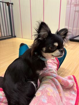 いぬカフェRio廿日市店に投稿された画像（2025/12/9）