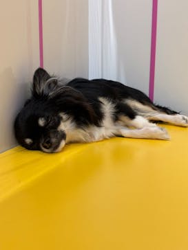 いぬカフェRio廿日市店に投稿された画像（2025/12/9）