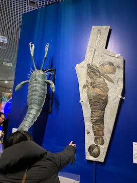 特別展「大絶滅展―生命史のビッグファイブ」に投稿された画像（2025/12/9）