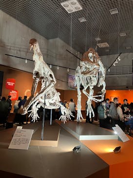 特別展「大絶滅展―生命史のビッグファイブ」に投稿された画像（2025/12/9）
