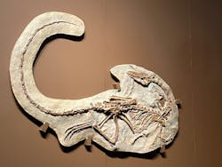 特別展「大絶滅展―生命史のビッグファイブ」に投稿された画像（2025/12/9）