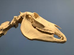 特別展「大絶滅展―生命史のビッグファイブ」に投稿された画像（2025/12/9）