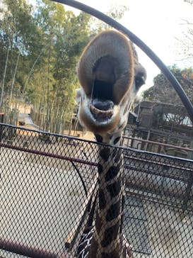 ANIMAL WONDER REZOURT 市原ぞうの国・サユリワールドに投稿された画像（2025/12/9）