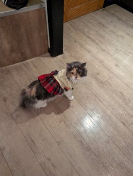 猫カフェモカ　池袋東口店に投稿された画像（2025/12/9）