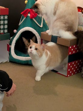 猫カフェモカ　池袋東口店に投稿された画像（2025/12/9）