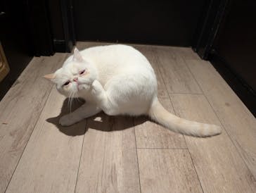 猫カフェモカ　池袋東口店に投稿された画像（2025/12/9）