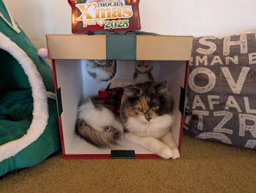 猫カフェモカ　池袋東口店に投稿された画像（2025/12/9）