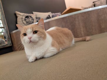 猫カフェモカ　池袋東口店に投稿された画像（2025/12/9）