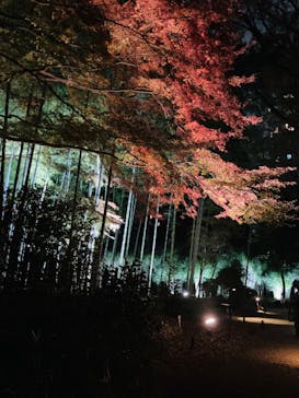 六義園に投稿された画像（2025/12/9）