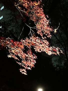 六義園に投稿された画像（2025/12/9）