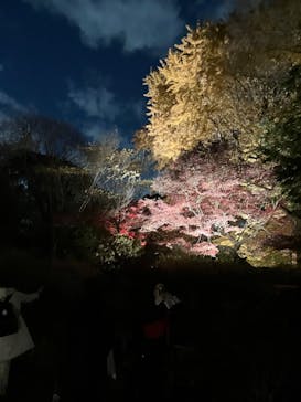 六義園に投稿された画像（2025/12/9）