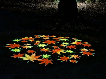 六義園に投稿された画像（2025/12/9）