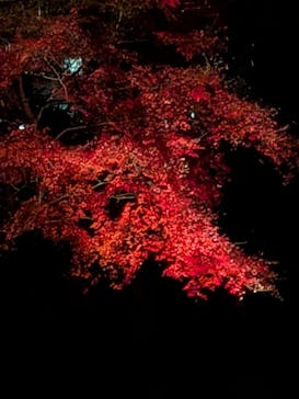 六義園に投稿された画像（2025/12/9）