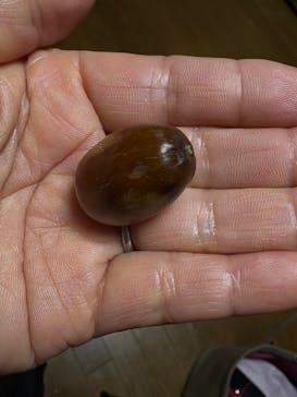 万博記念公園に投稿された画像（2025/12/9）