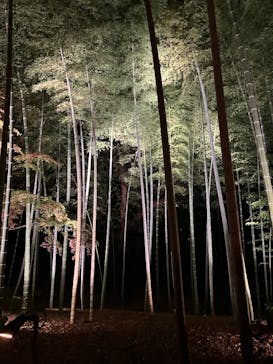 六義園に投稿された画像（2025/12/9）