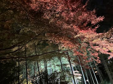 六義園に投稿された画像（2025/12/9）