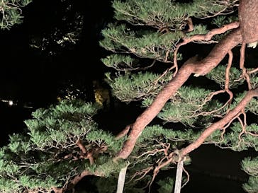 六義園に投稿された画像（2025/12/9）